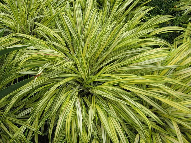 Japanese Forest Grass (Hakonechloa macra) β landscape plant in Middle Tennessee