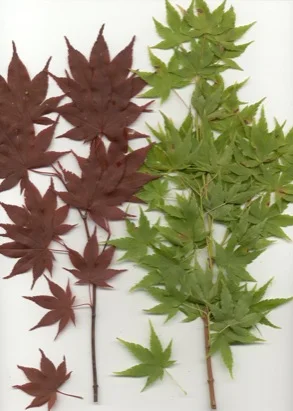 Japanese Maple — photo 2