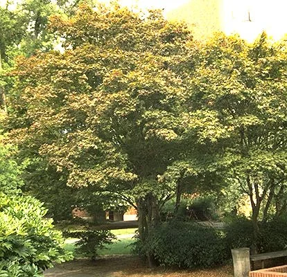 Japanese Maple — photo 3
