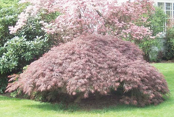 Japanese Maple — photo 4