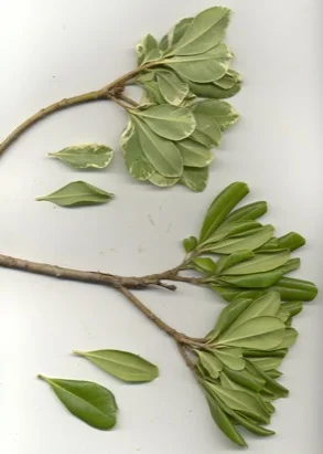 Japanese Pittosporum (Pittosporum tobira) in Middle Tennessee