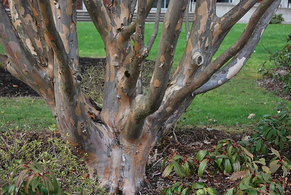 Japanese StewartiaStewartia pseudocamellia — photo 10