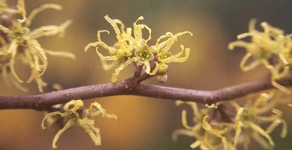 Japanese StewartiaStewartia pseudocamellia — photo 2