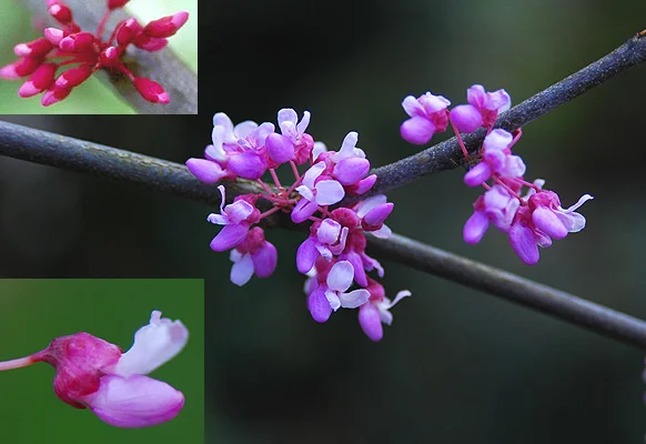 Japanese StewartiaStewartia pseudocamellia — photo 3