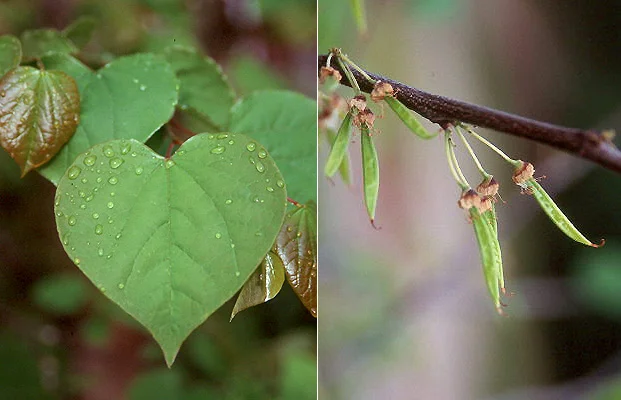 Japanese StewartiaStewartia pseudocamellia — photo 4