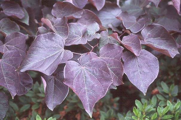 Japanese StewartiaStewartia pseudocamellia — photo 5