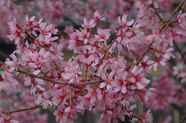 Japanese StewartiaStewartia pseudocamellia — photo 6