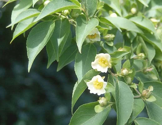 Japanese StewartiaStewartia pseudocamellia — photo 8
