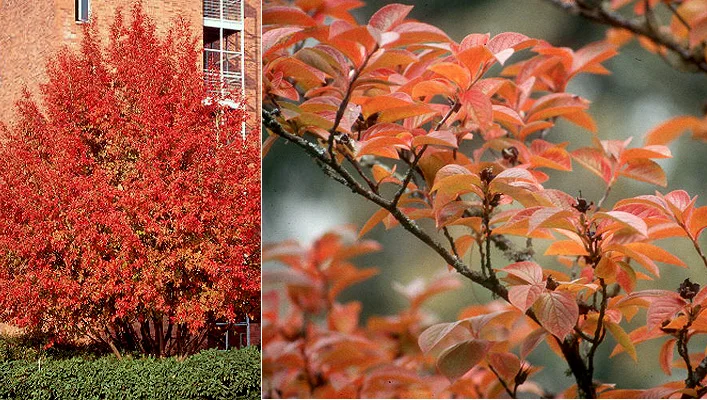 Japanese StewartiaStewartia pseudocamellia — photo 9