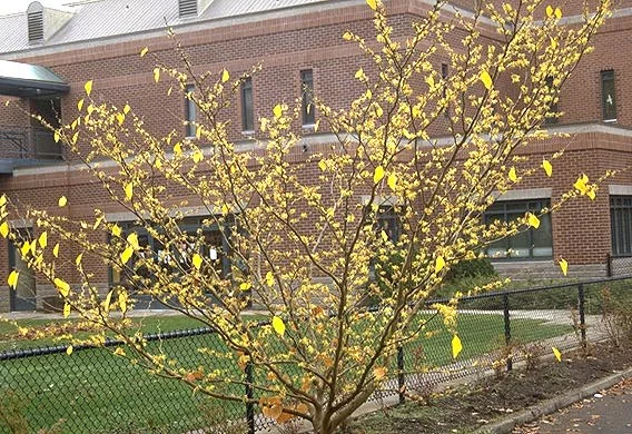Japanese StewartiaStewartia pseudocamellia (Deciduous tree) in Middle Tennessee