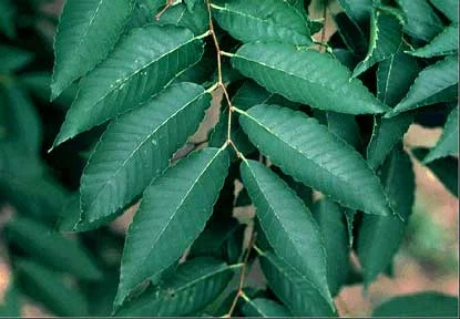 Japanese Zelkova — photo 2