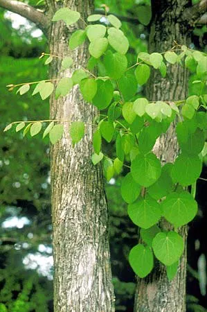 Katsura Tree (Cercidiphyllum japonicum) β landscape plant in Middle Tennessee