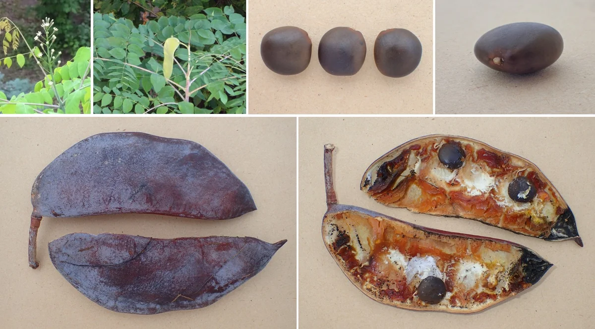 Kentucky Coffeetree — photo 3