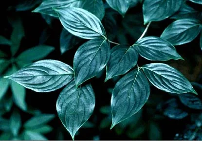 Kousa Dogwood — photo 2