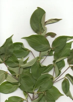 Kousa Dogwood (Cornus kousa) in Middle Tennessee
