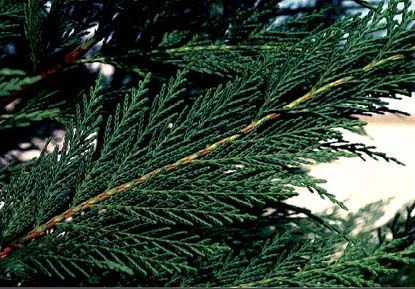 Leyland Cypress — photo 2