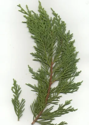 Leyland Cypress (Cupressocyparis leylandii) in Middle Tennessee