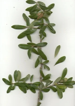 Live Oak (Quercus virginiana) in Middle Tennessee