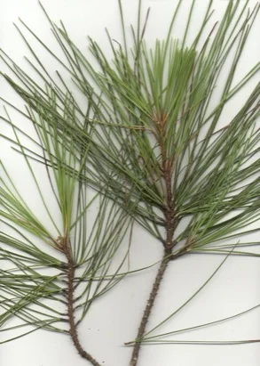 Loblolly Pine — photo 2