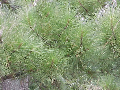 Loblolly Pine (Pinus taeda) in Middle Tennessee