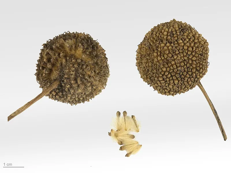 London Planetree (Platanus x acerifolia) β landscape plant in Middle Tennessee