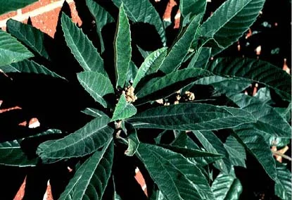 Loquat (Eriobotrya japonica) in Middle Tennessee