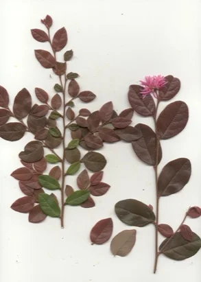 Loropetalum (Fringe Flower) (Loropetalum chinense) in Middle Tennessee