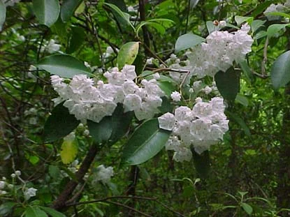 Mountain Laurel — photo 2