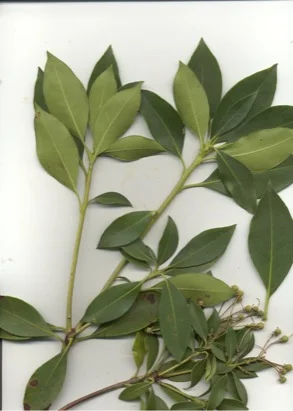 Mountain Laurel (Kalmia latifolia) in Middle Tennessee