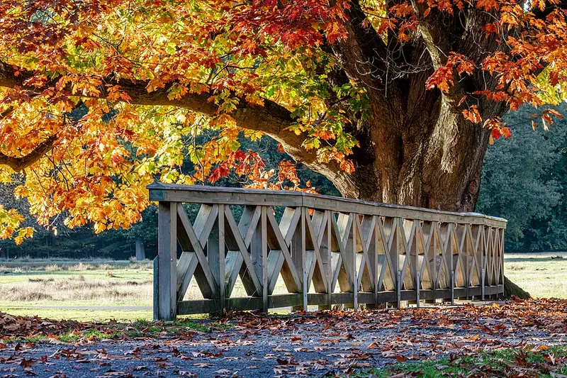 Northern Red Oak (Quercus rubra) β landscape plant in Middle Tennessee
