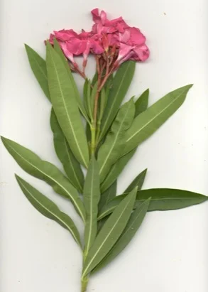Oleander (Nerium oleander) in Middle Tennessee