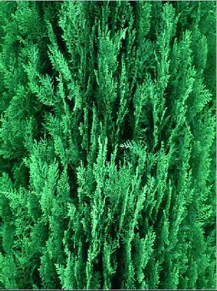 Oriental Arborvitae (Thuja orientalis) in Middle Tennessee
