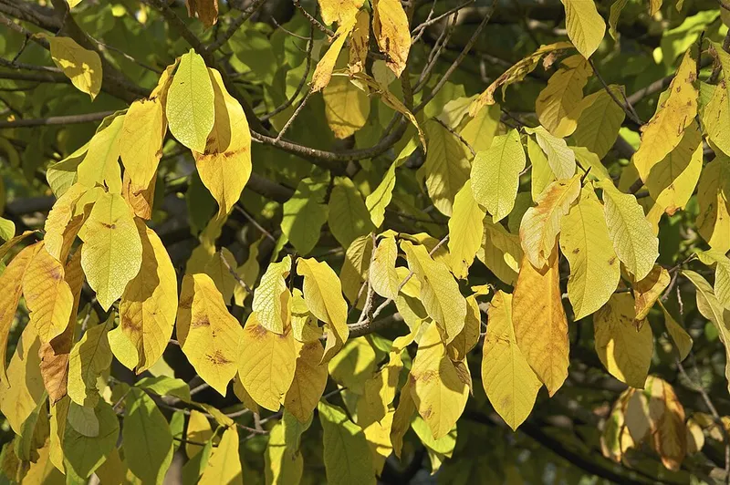 Pawpaw (Asimina triloba) β landscape plant in Middle Tennessee