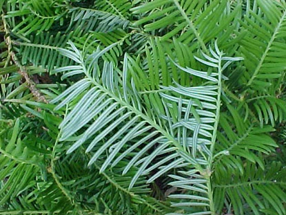 Plum yew — photo 2