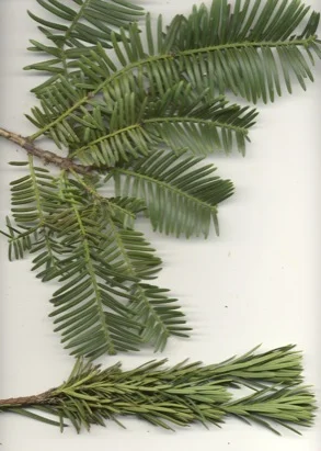 Plum yew (Cephalotaxus harringtonia) in Middle Tennessee