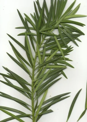 Podocarpus (Southern Yew) (Podocarpus macrophyllus) in Middle Tennessee