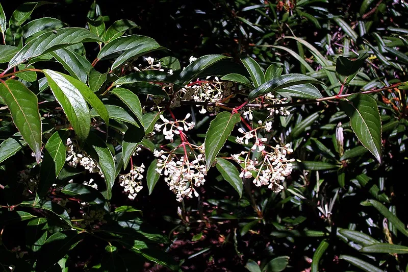 Prague Viburnum (Viburnum x hybrid) β landscape plant in Middle Tennessee