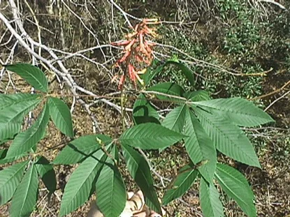Red Buckeye — photo 2