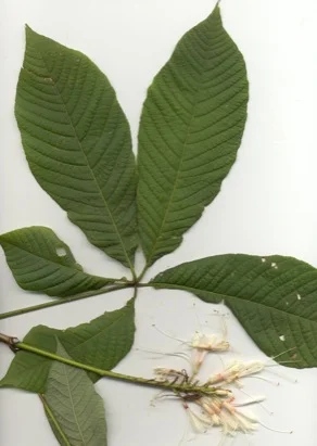 Red Buckeye (Aesculus pavia) in Middle Tennessee