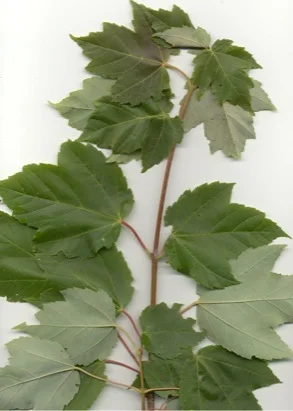 Red Maple — photo 2