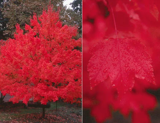 Red Maple — photo 4