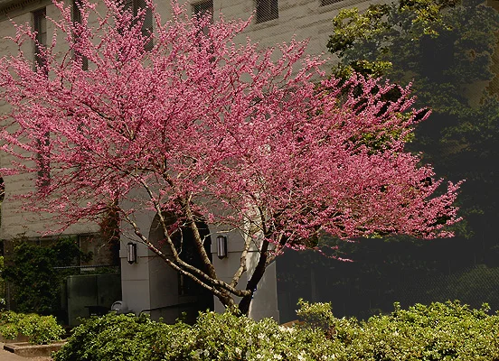 Redbud — photo 3