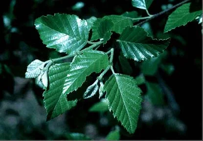 River Birch — photo 2