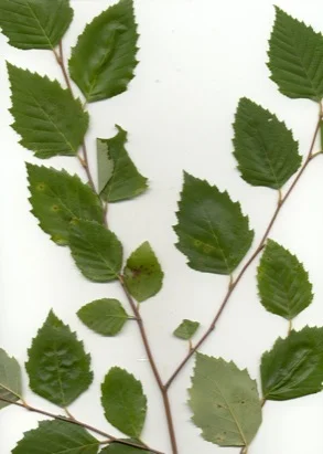 River Birch (Betula nigra) in Middle Tennessee