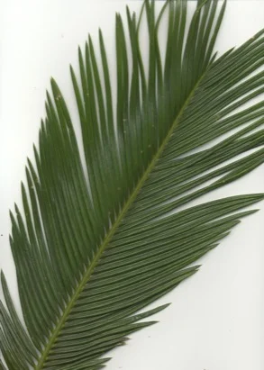 Sago Palm — photo 2