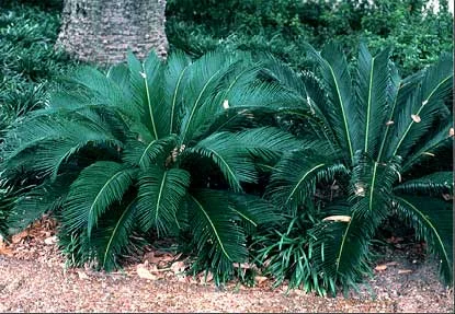 Sago Palm (Cycas revoluta) in Middle Tennessee