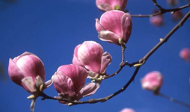 Saucer MagnoliaMagnolia × soulangiana (Deciduous tree/shrub) in Middle Tennessee