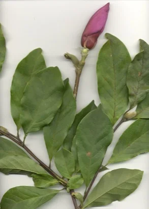 Saucer Magnolia (Magnolia soulangiana) in Middle Tennessee