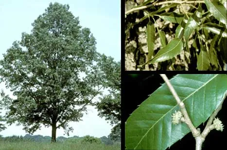 Sawtooth Oak (Quercus acutissima) β landscape plant in Middle Tennessee