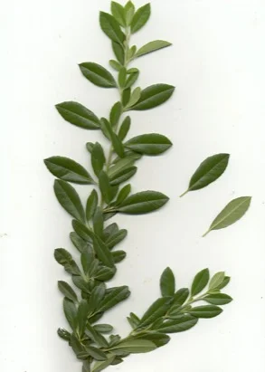 Scarlet Firethorn (Pyracantha coccinea) in Middle Tennessee